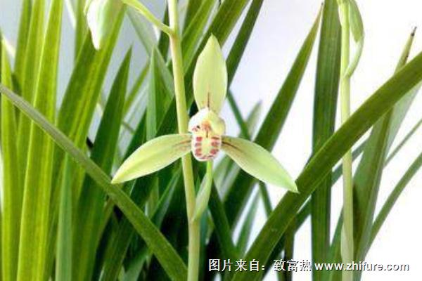 蘭花的寓意是什么