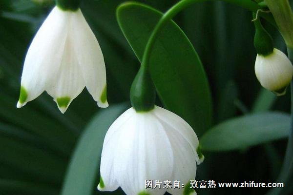 鈴蘭花花語是什么