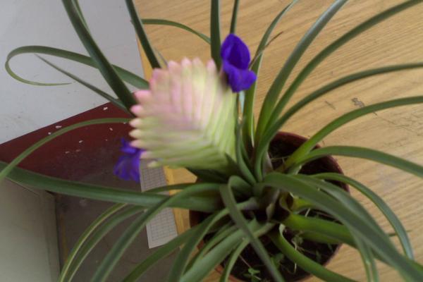 蘭花可以放在臥室嗎