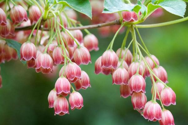 鈴蘭花圖片大全