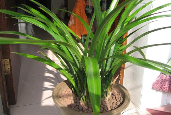 蘭花可以放在臥室嗎