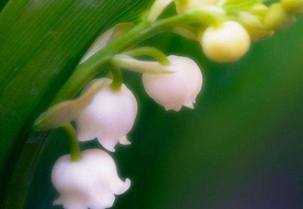 鈴蘭花圖片大全
