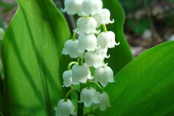 鈴蘭花圖片大全