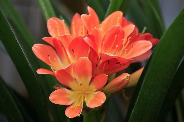 蘭花可以放在臥室嗎