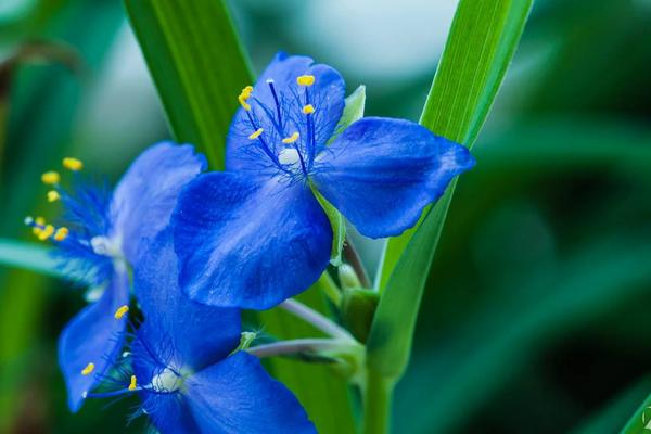 蘭花可以放在臥室嗎