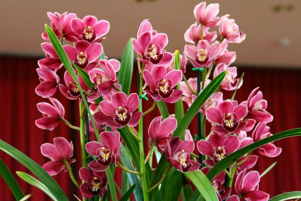 蘭花可以放在臥室嗎