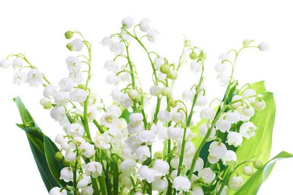 鈴蘭花圖片大全