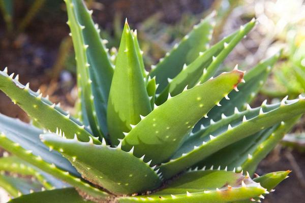 蘭花可以放在臥室嗎