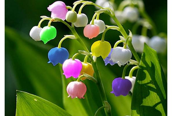 鈴蘭花圖片大全