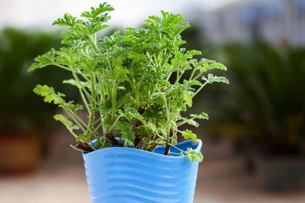 蘭花可以放在臥室嗎