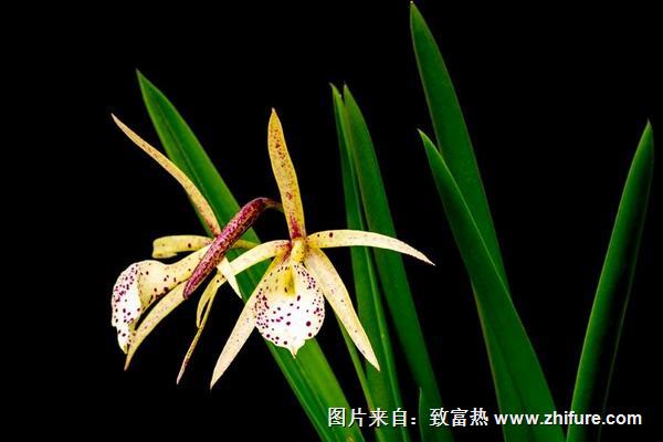 蘭花什么時候分盆好