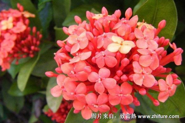 球蘭花怎樣搭架子