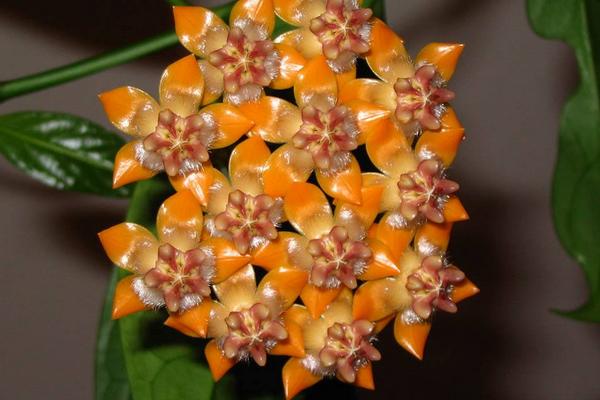 球蘭花怎樣搭架子