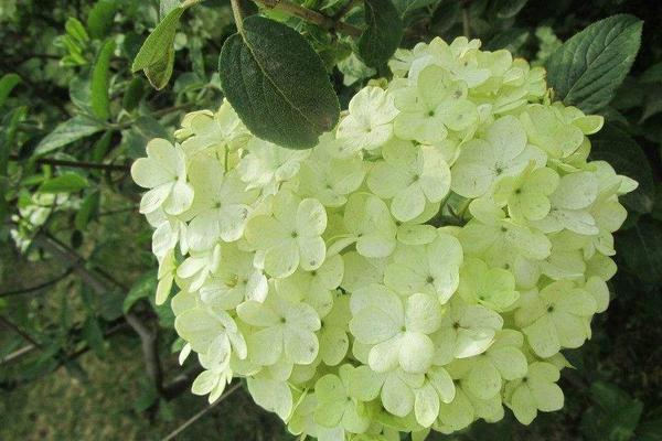 球蘭花怎樣搭架子