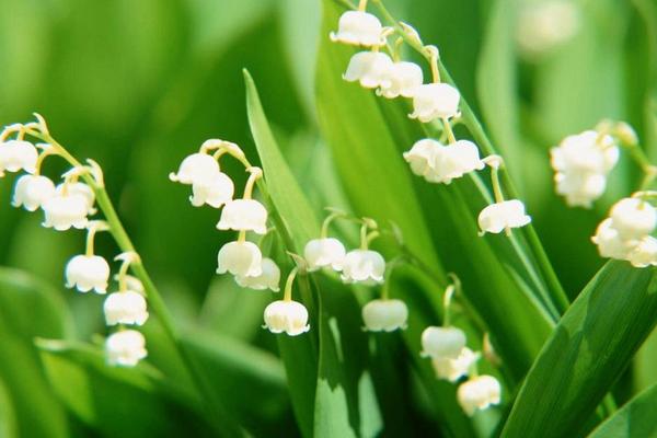 鈴蘭花圖片大全