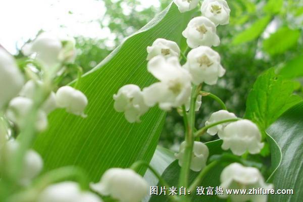 鈴蘭花圖片大全