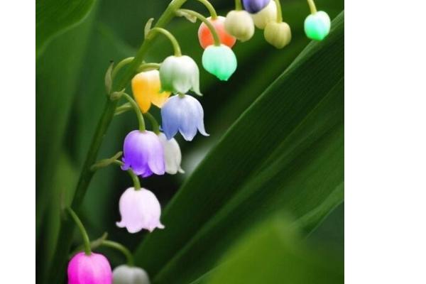 鈴蘭花圖片大全