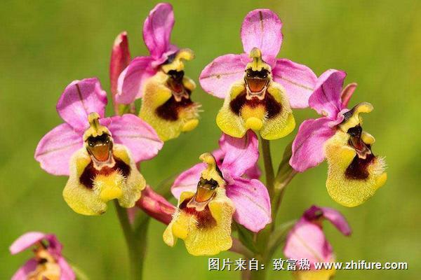 蘭花可以放在臥室嗎