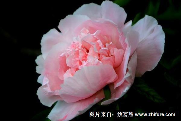 怎樣種牡丹花種子