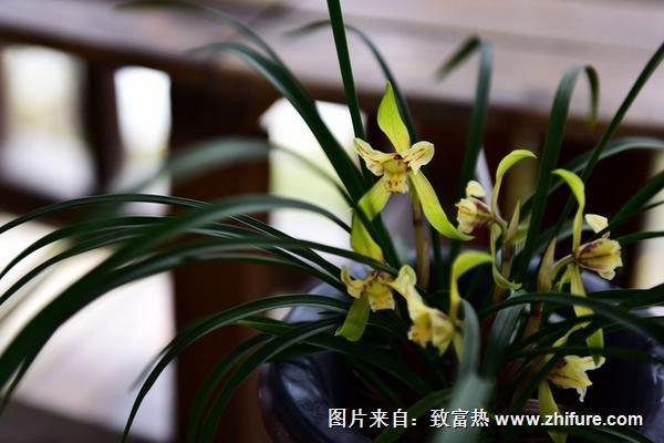 蘭花炭疽病的防治方法