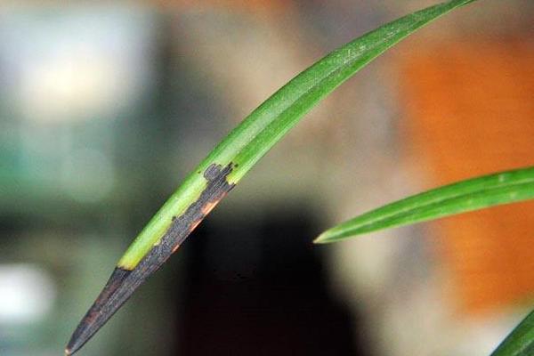 蘭花葉子有黑斑怎么辦