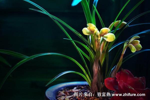 蘭花怎么養才能開花