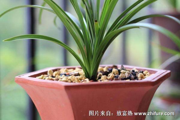 種蘭花用什么土最好