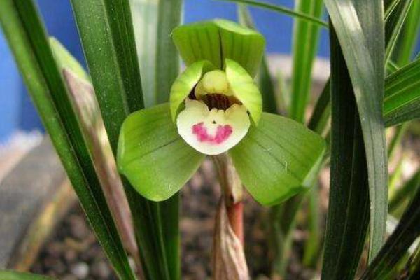 蘭花炭疽病的防治方法