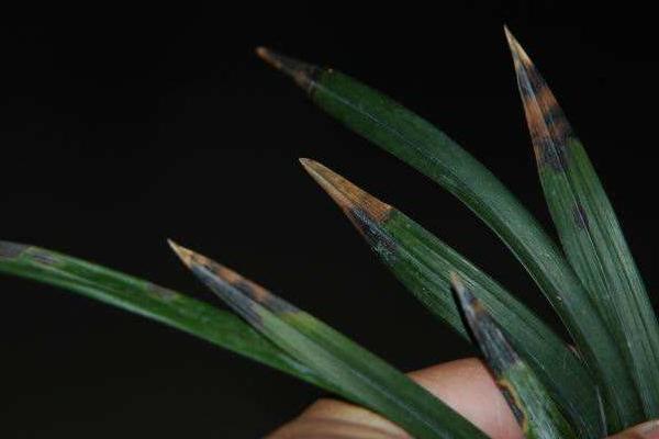 蘭花炭疽病的防治方法