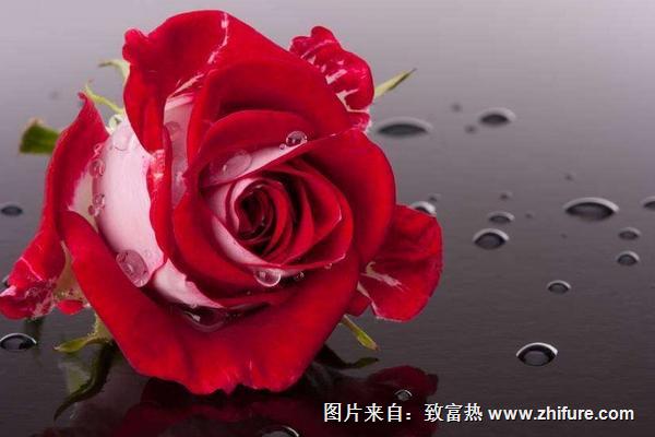 玫瑰花的功效與作用及禁忌