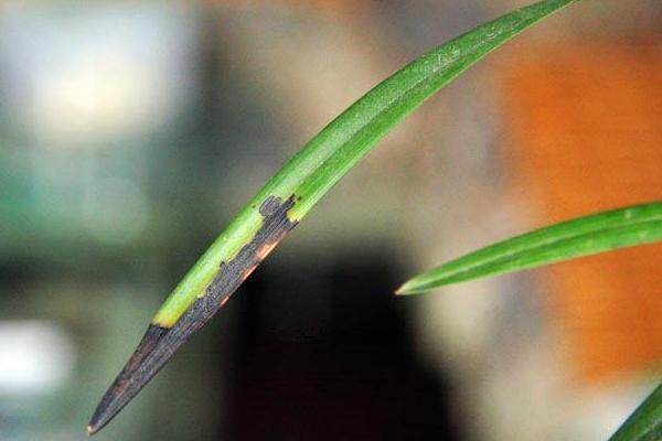 蘭花炭疽病的防治方法