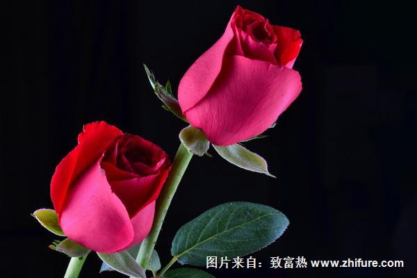 玫瑰花圖片大全