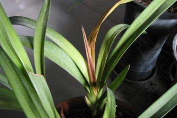 蘭花炭疽病的防治方法