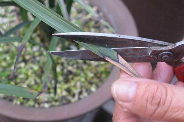 蘭花炭疽病的防治方法