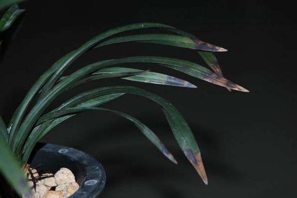 蘭花炭疽病的防治方法