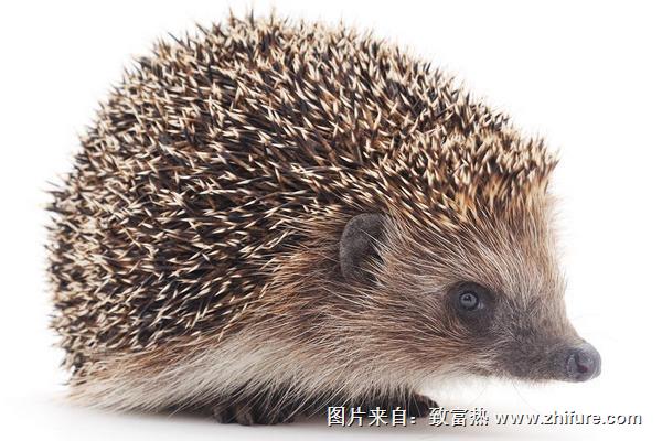 怎么飼養刺猬?