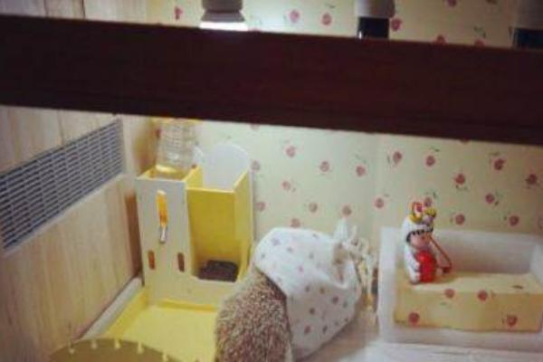 怎么飼養刺猬？