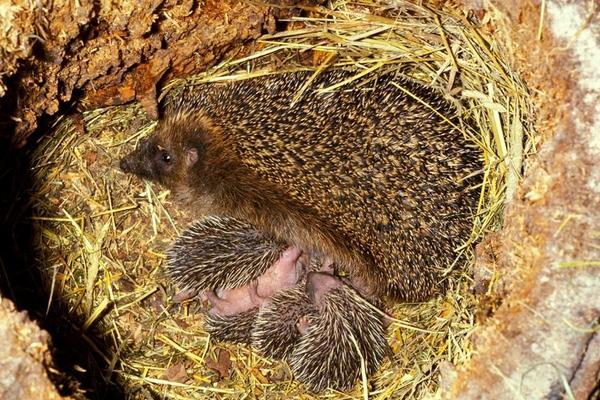 怎么飼養刺猬？