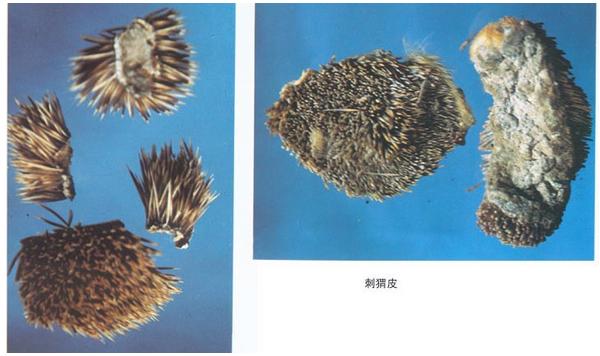 怎么飼養刺猬？