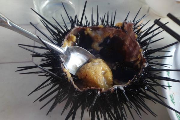 怎么飼養刺猬？