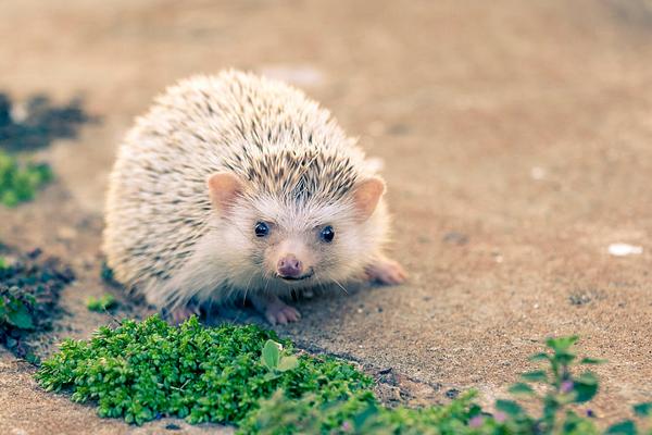 怎么飼養刺猬？