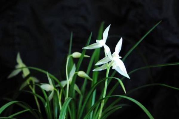 蘭花葉子有黑斑怎么辦