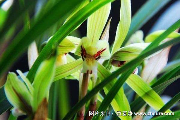 蘭花葉子有黑斑怎么辦