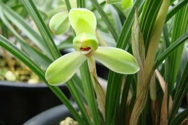 蘭花葉子有黑斑怎么辦