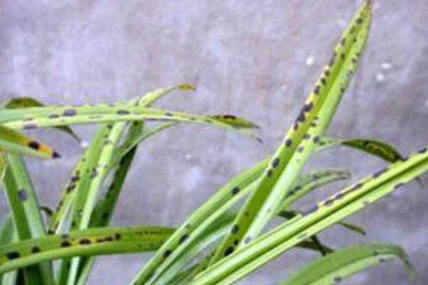 蘭花葉子有黑斑怎么辦