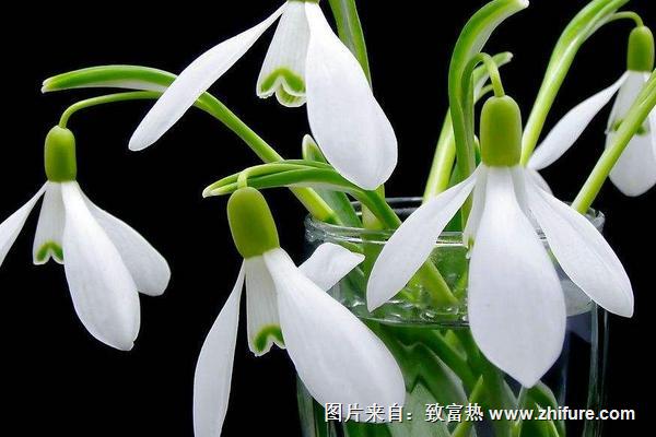 鈴蘭花的折法(圖解)