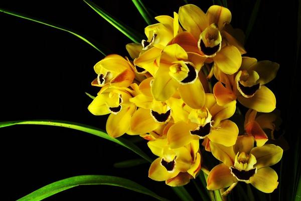 蘭花葉子有黑斑怎么辦