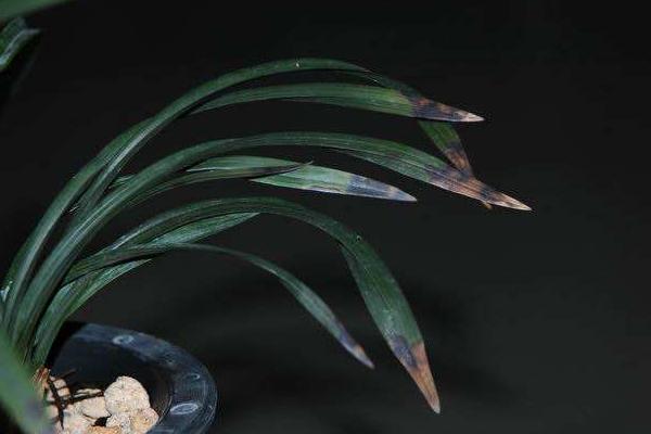 蘭花葉子有黑斑怎么辦