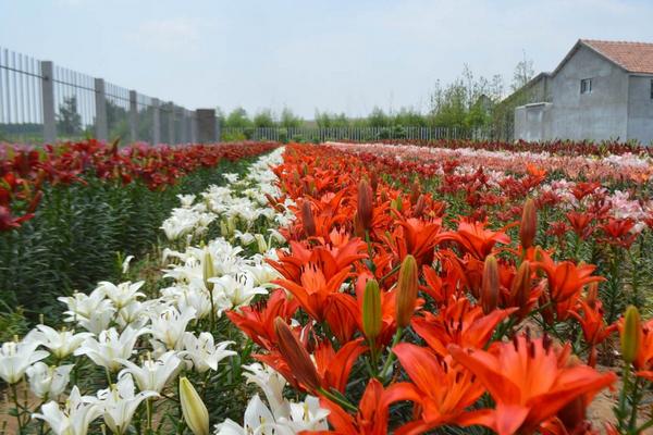 百合花有幾種顏色