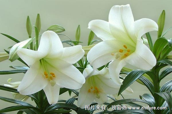 百合花有幾種顏色